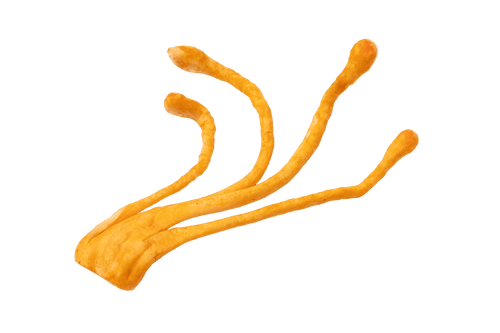 Cordyceps