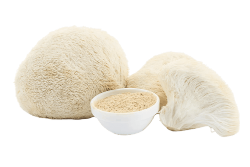Lion’s Mane