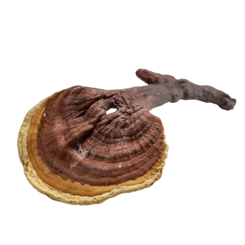 Reishi