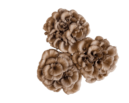 Turkey Tail