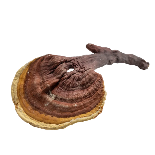 Reishi