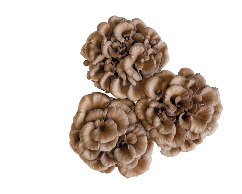 Turkey Tail