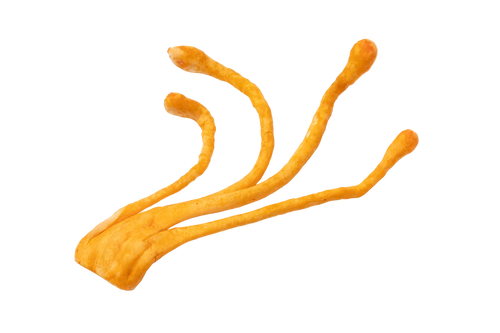 Cordyceps